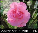Pink Rose (2)-pink-rose-2.jpg