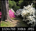 Click image for larger version

Name:	Exbury Garden 14.5.2008  00035.jpg
Views:	628
Size:	308.4 KB
ID:	9021