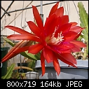 A red Epiphyllum-epiphyllum-red-17-dsc02110.jpg
