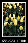 Spring Flowers-9114-b-9114ps-lion-mon-15-04-08-40-85.jpg