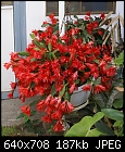 Click image for larger version

Name:	Epiphitic Cactus Red DSC02103.jpg
Views:	312
Size:	187.1 KB
ID:	9048