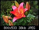 a lily in the garden-img_2134a.jpg