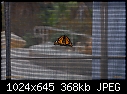 Click image for larger version

Name:	Monarch butterfly on screen.jpg
Views:	223
Size:	368.4 KB
ID:	9091