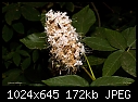 Click image for larger version

Name:	Unknown wildflower.jpg
Views:	224
Size:	171.5 KB
ID:	9095