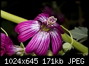 Click image for larger version

Name:	Wildflower in woods.jpg
Views:	190
Size:	171.3 KB
ID:	9096
