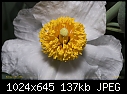 Click image for larger version

Name:	Romneya coulteri- mid-life.jpg
Views:	221
Size:	136.6 KB
ID:	9098