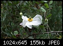 Click image for larger version

Name:	Romneya coulteri, fading.jpg
Views:	260
Size:	155.0 KB
ID:	9099