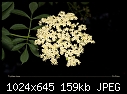 Tiny flower cluster-tiny-flower-cluster.jpg