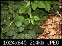 Poison Oak-poison-oak.jpg
