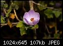 Click image for larger version

Name:	Pink flower in woods.jpg
Views:	227
Size:	107.4 KB
ID:	9104