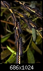 Click image for larger version

Name:	Caterpillars.jpg
Views:	279
Size:	185.7 KB
ID:	9105