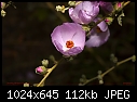 Click image for larger version

Name:	Another pink flower in the woods.jpg
Views:	268
Size:	111.9 KB
ID:	9108