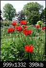 -iris-gardens-5-08-04-poppies.jpg