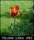 Click image for larger version

Name:	Iris Gardens 5-08 05.jpg
Views:	302
Size:	136.0 KB
ID:	9117