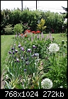 Click image for larger version

Name:	Iris Gardens 5-08 03.JPG
Views:	281
Size:	271.8 KB
ID:	9119