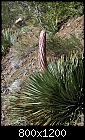 OT - Wild Flower - Yucca-whipplei.jpg-yucca-whipplei.jpg