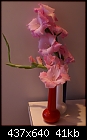 Pink Glads-gladiolaspinkdsc02138.jpg