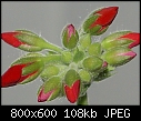 Geranium-flower.jpg