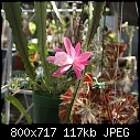 Click image for larger version

Name:	Epiphyllum Deutsche Kaiserin DSC02162.jpg
Views:	397
Size:	117.1 KB
ID:	9161