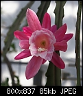 Click image for larger version

Name:	Epiphyllum Deutsche Kaiserin DSC02163.jpg
Views:	256
Size:	85.5 KB
ID:	9162