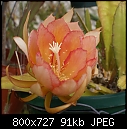 Click image for larger version

Name:	Epiphyllum Letty May 9-02179.jpg
Views:	678
Size:	90.8 KB
ID:	9164