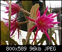 Click image for larger version

Name:	Epiphyllum LGE  pink 17-02175.jpg
Views:	390
Size:	95.8 KB
ID:	9165