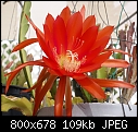 Click image for larger version

Name:	Epiphyllum LGE RedDSC02178.jpg
Views:	475
Size:	108.8 KB
ID:	9166