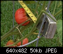 Size of tomato-hpim0004-small-.jpg