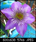 Click image for larger version

Name:	clematis2.jpg
Views:	279
Size:	57.0 KB
ID:	9206