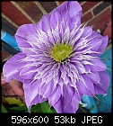 Click image for larger version

Name:	clematis1.jpg
Views:	107
Size:	52.7 KB
ID:	9207