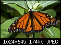 Click image for larger version

Name:	Raggedy Monarch.jpg
Views:	257
Size:	174.0 KB
ID:	9241