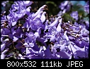Identification please-purple-stuff-2.jpg