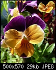 Click image for larger version

Name:	yellowpurpleviola.jpg
Views:	241
Size:	28.9 KB
ID:	9457