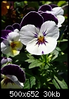 Click image for larger version

Name:	purplewhiteviola.jpg
Views:	77
Size:	30.2 KB
ID:	9458