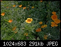 Poppies in Light and Shadow - 20083973-Edit.jpg-20083973-edit.jpg
