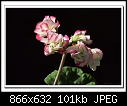 -b-0102a-geranium-25-06-08-30-400.jpg