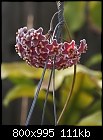 Click image for larger version

Name:	Hoya carnosa Red DSC02246.jpg
Views:	403
Size:	111.1 KB
ID:	9549