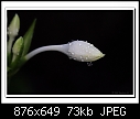 Eucharist Lily Bud-1096 (Eucharis grandiflora)-b-1096a-echaristlily-29-06-08-40-100.jpg