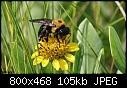 Bumble Bee on Sea Oxeye-beeoxeye.jpg