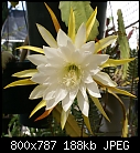 Click image for larger version

Name:	Epiphyllum LGE White 28-02260.jpg
Views:	364
Size:	188.1 KB
ID:	9630