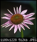 -flower2.jpg