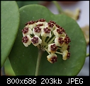 Click image for larger version

Name:	Hoya kerrii DSC02305.jpg
Views:	4040
Size:	203.2 KB
ID:	9685