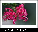 Grevillea rosmarinifolia-1501-b-1501b-grevillea-12-07-08-40.100.jpg