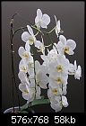 Click image for larger version

Name:	White Phal 7.2008 00002.jpg
Views:	118
Size:	57.6 KB
ID:	9736