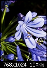 -individual-agapanthus-flower.jpg