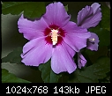 Click image for larger version

Name:	Pink Hibiscus.jpg
Views:	337
Size:	143.4 KB
ID:	9763