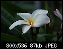 Click image for larger version

Name:	Plumeria WhitePink DSC02336.jpg
Views:	254
Size:	87.4 KB
ID:	9816