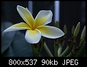 Another Plumeria-plumeria-whiteyellow-dsc02337.jpg