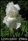 White iris and white spider-img_3779.jpg