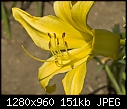 Yellow day lily-yellow-day-lily.jpg